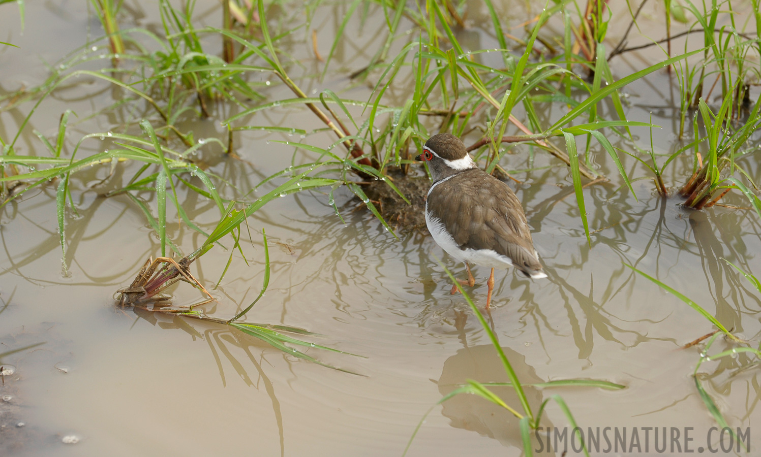 Charadrius tricollaris tricollaris [400 mm, 1/250 sec at f / 9.0, ISO 640]